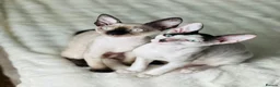 Cornish Rex cats for sale: Cornish Rex Kittens – Ready for Loving Homes - Advert 2