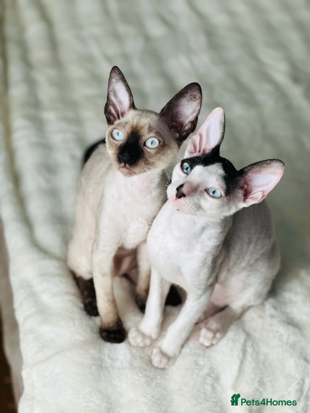 Cornish Rex cats for sale: Cornish Rex Kittens – Ready for Loving Homes - Advert 2