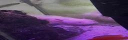 Other/Mixed Breed fish for sale: axolotls  in Morpeth - Advert 3