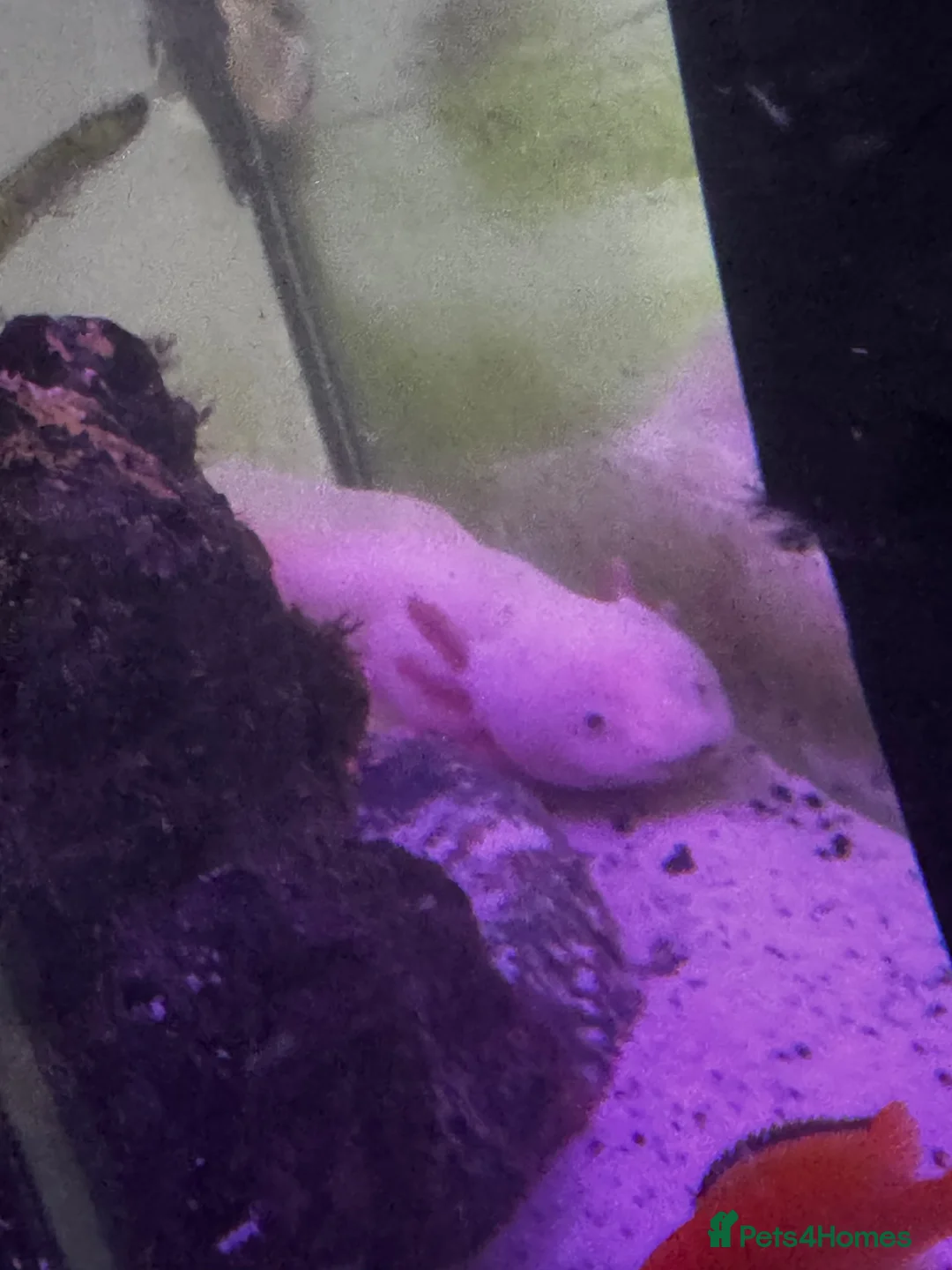Other/Mixed Breed fish for sale: axolotls  in Morpeth - Advert 3