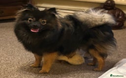 Pomchi dogs for sale: 🐾🐶Adorable 9 month old pomchi boy for sale🐶🐾 - Image 1