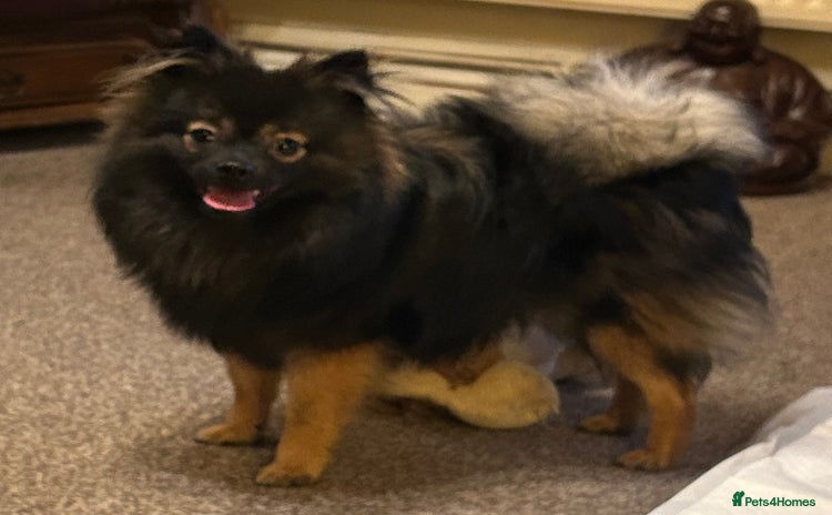 Pomchi dogs - Advert 1