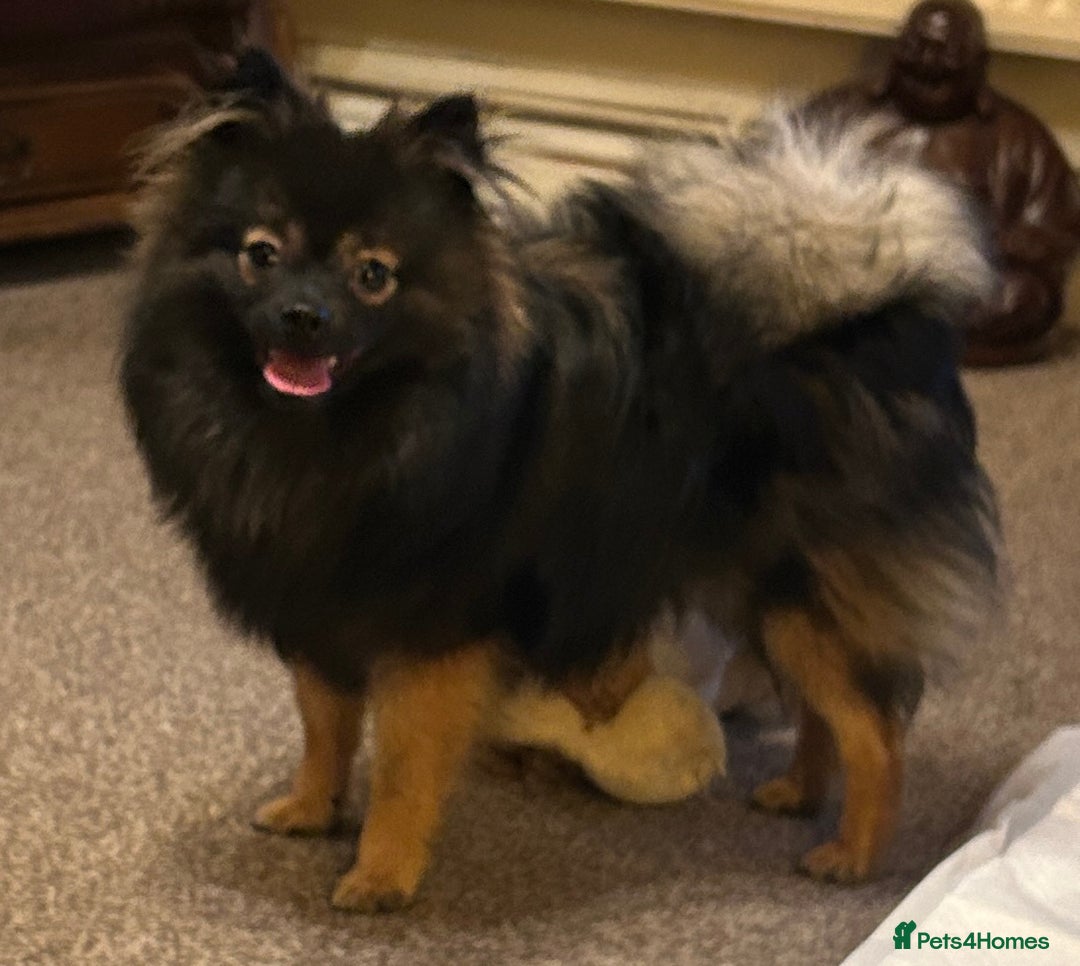 Pomchi dogs for sale: 🐾🐶Adorable 9 month old pomchi boy for sale🐶🐾 - Image 1
