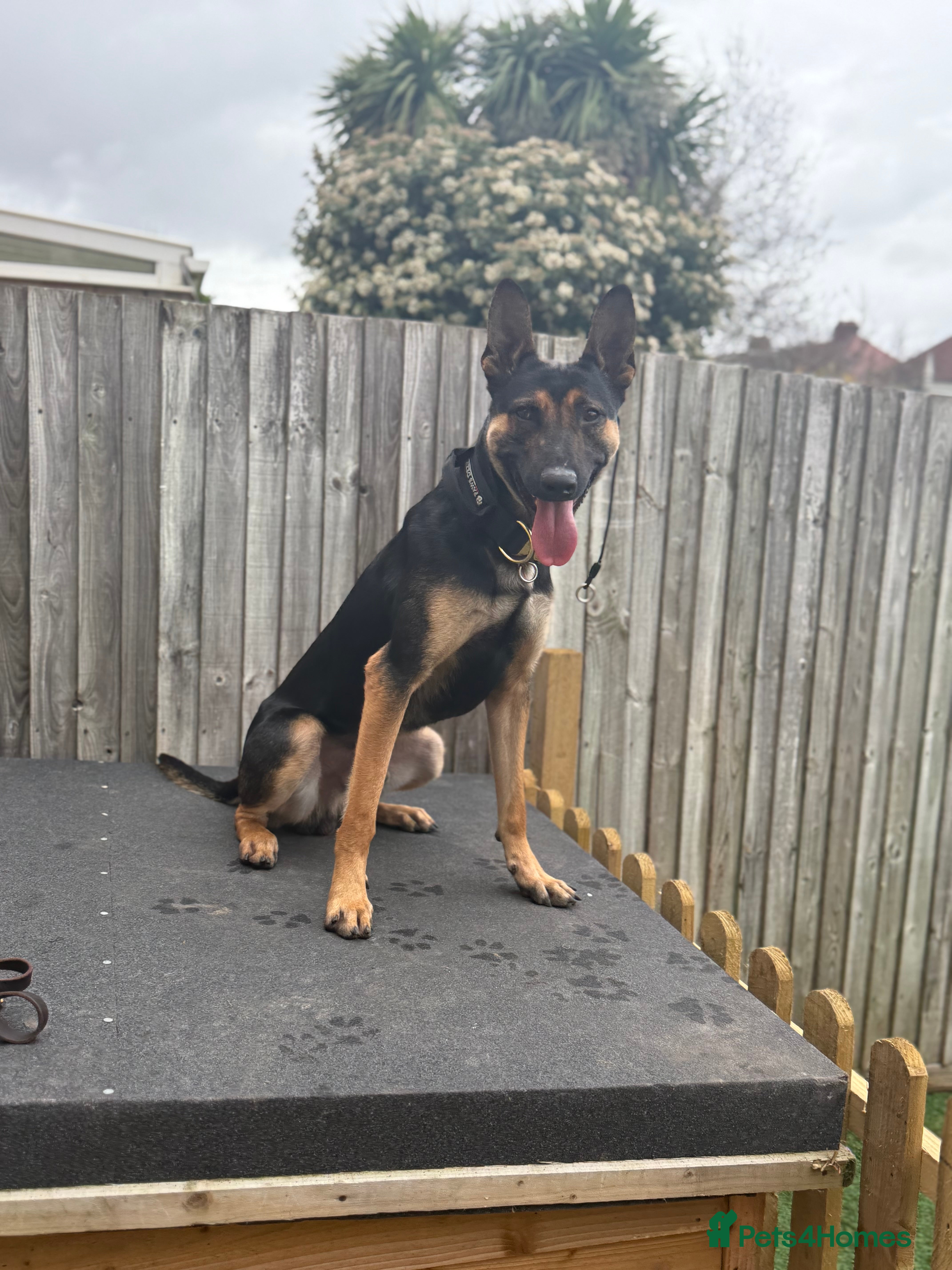 Belgian Shepherd Dog dogs Cairo !! DUTCH HERDER!! Protection Trained.  - Advert 1