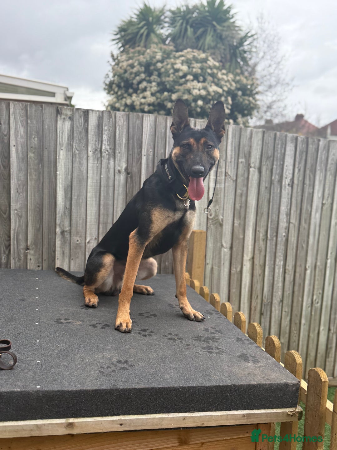 Belgian Shepherd Dog dogs for stud: Cairo !! DUTCH HERDER!! Protection Trained.  - Advert 1