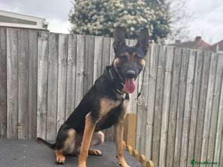 Belgian Shepherd Dog dogs Cairo !! DUTCH HERDER!! Protection Trained. - Advert 1