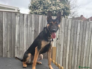 Belgian Shepherd Dog dogs Cairo !! DUTCH HERDER!! Protection Trained. - Advert 1