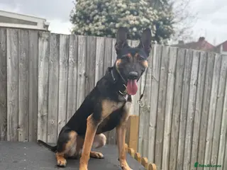 Belgian Shepherd Dog dogs Cairo !! DUTCH HERDER!! Protection Trained. - Advert 1