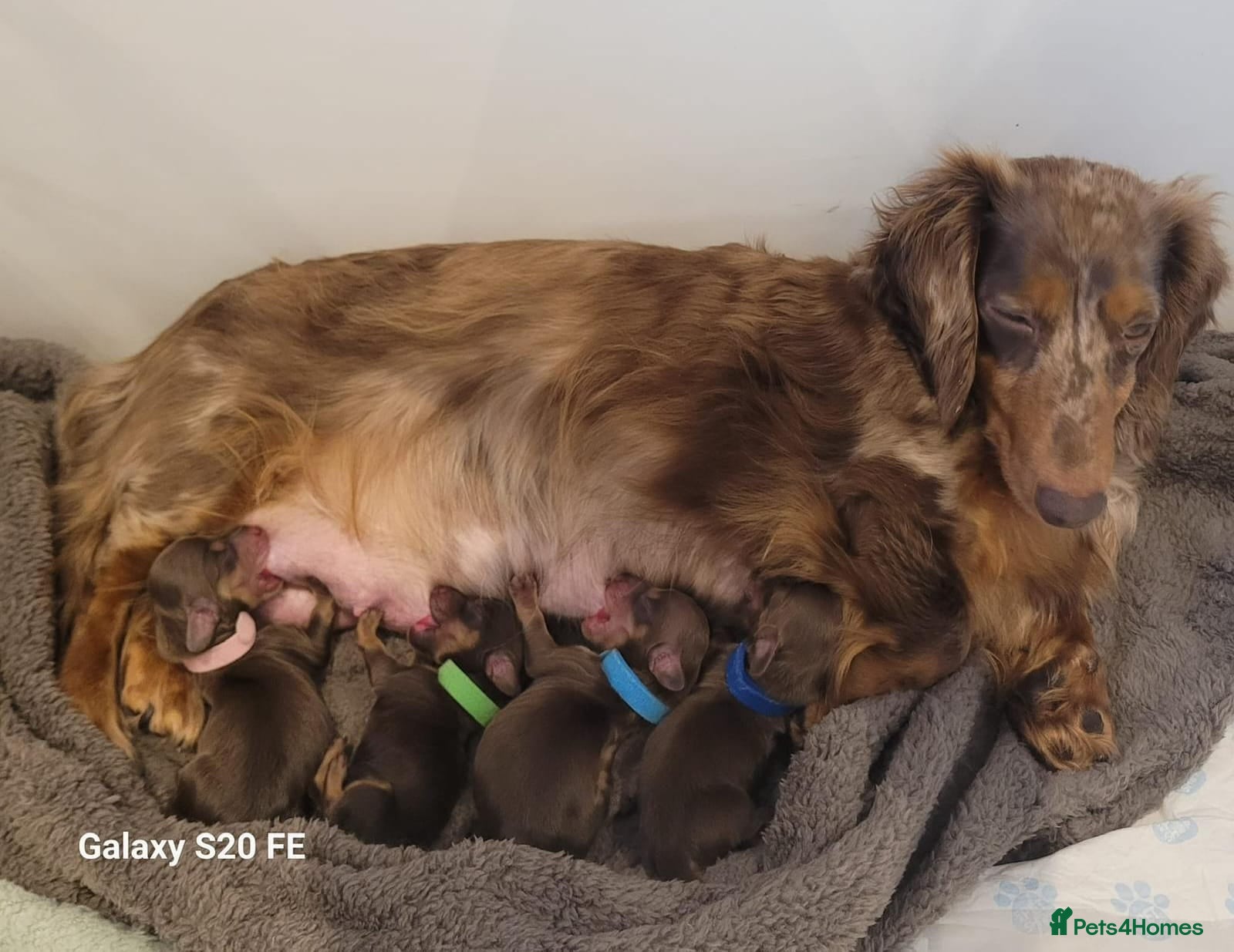 Miniature Dachshund dogs KC Long-Haired Miniature Puppies - Advert 4