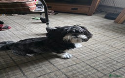 Shih Tzu dogs for sale: Ruby  - Image 1