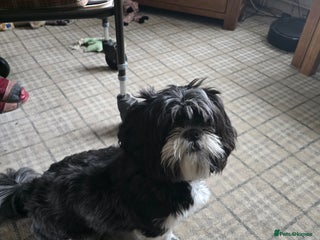 Shih Tzu dogs - Advert 3