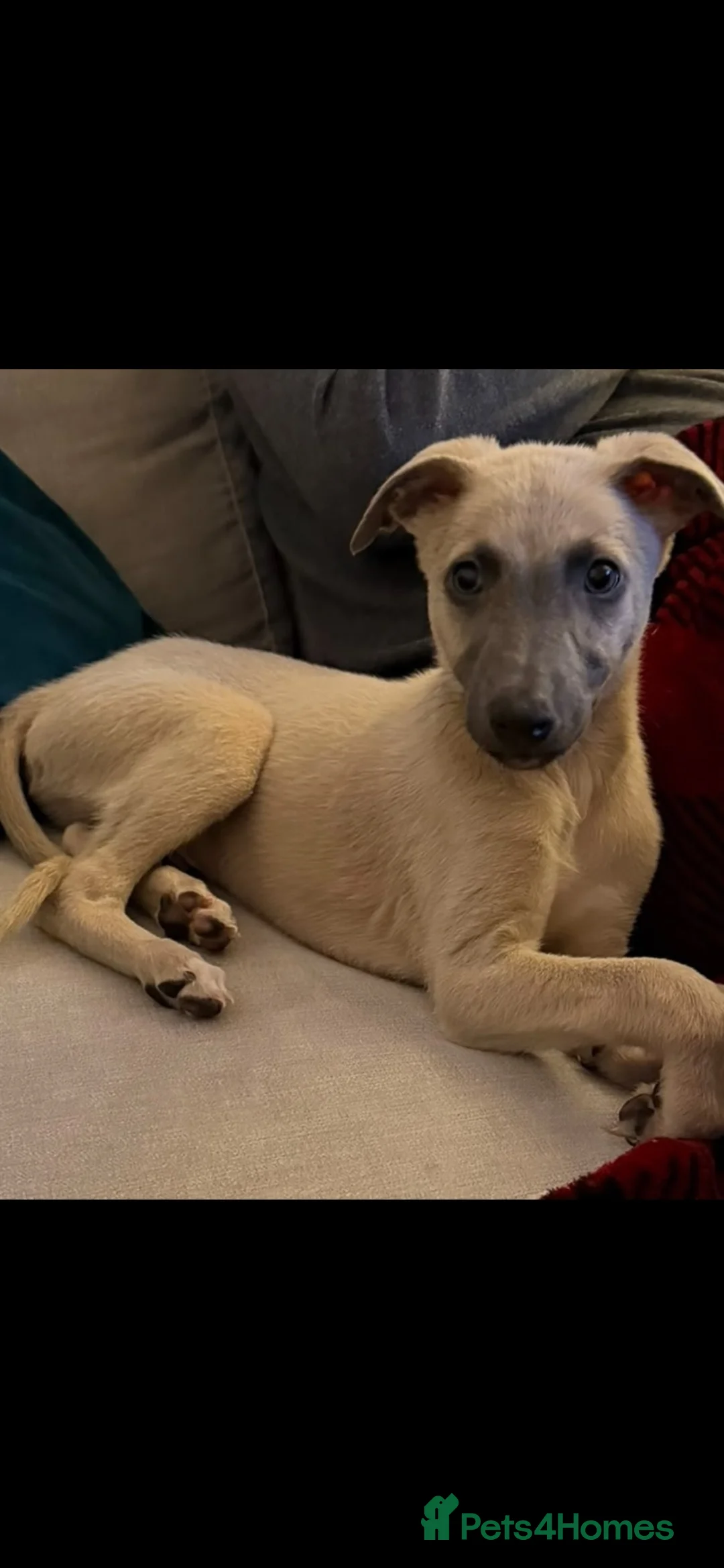 Whippet dogs for sale: 9 week old Fawn Whippet puppy - Advert 2