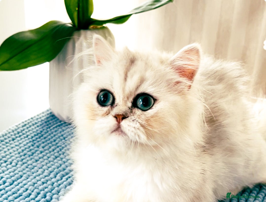 Persian cats for sale: Beautiful Chinchilla Persian Kittens*** - Image 4