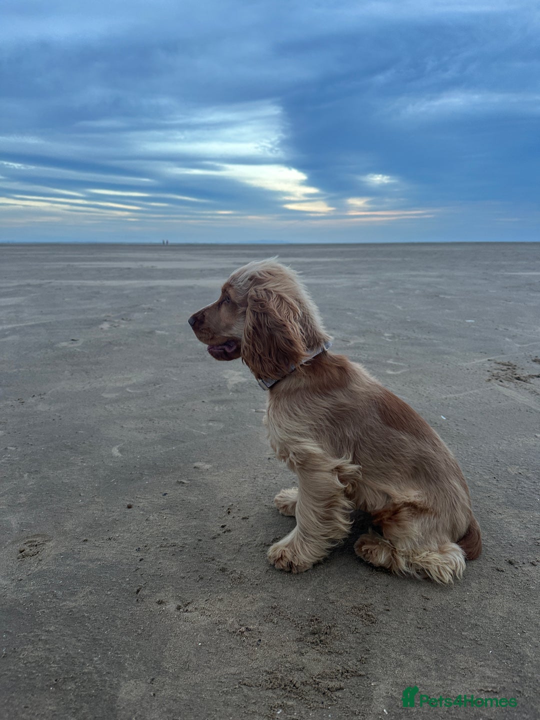 Cocker Spaniel dogs for sale: Cocker Spaniel - Advert 7