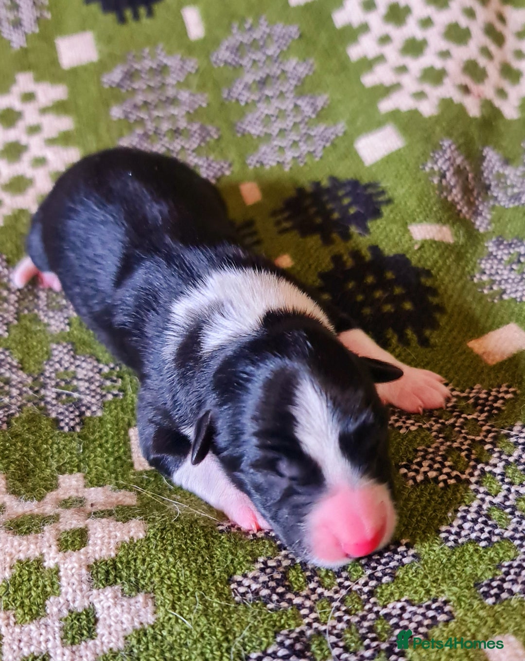 Border Collie dogs for sale: Documented Vet Checked Border Collies for sale - Image 4