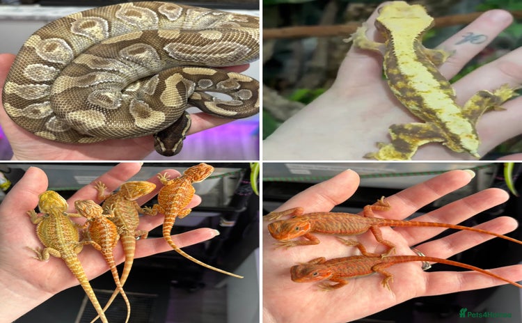 Mixed Breed reptiles - Advert 2