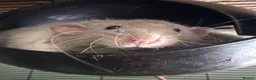 Rat rodents for sale: Beautiful tame male rats and possible females  - Advert 4