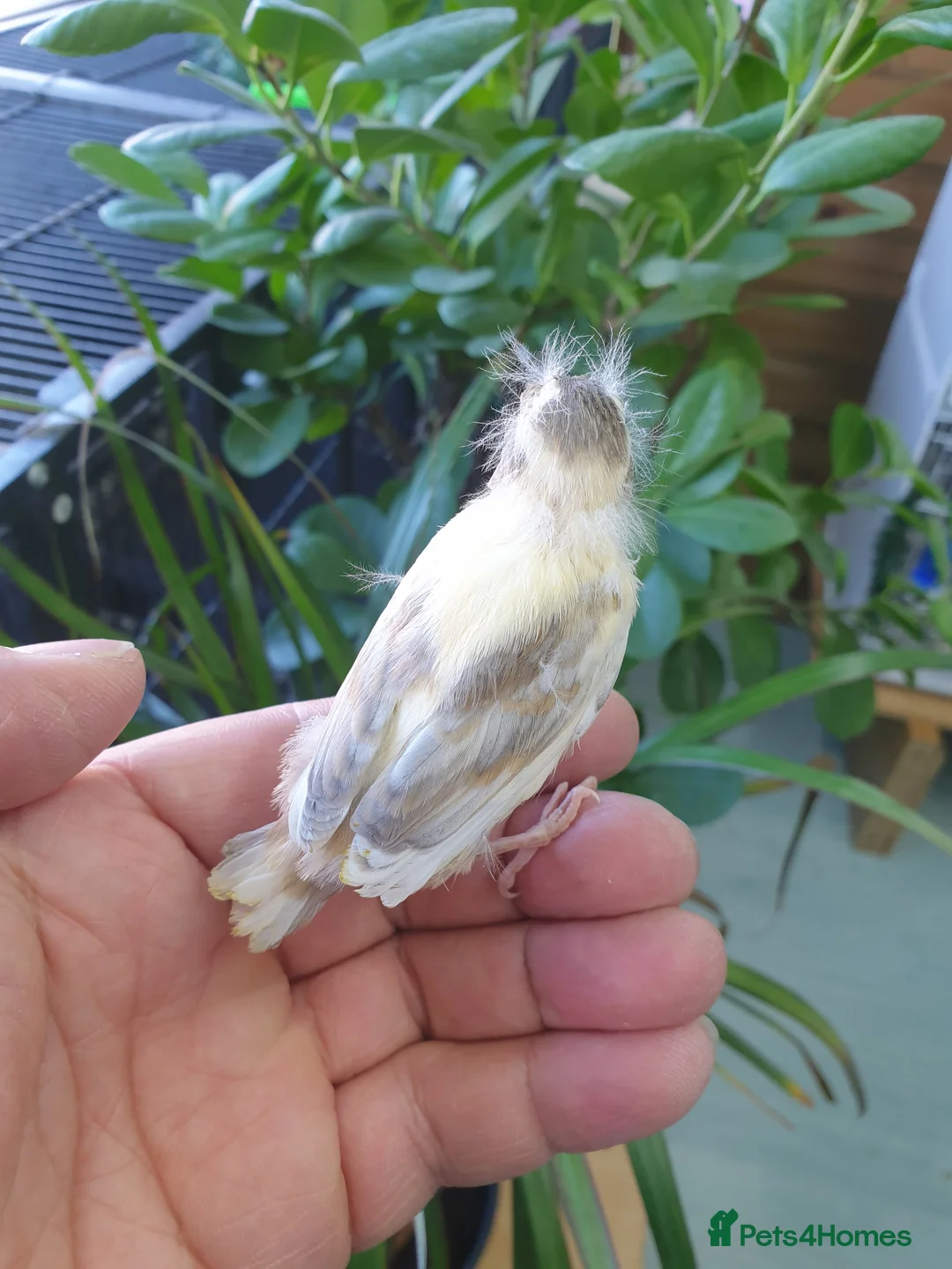 Mixed Breed birds for sale: Siberian goldfinch & canary  - Advert 2