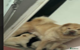 Chow Chow dogs for sale: Chow chow puppy - Image 2