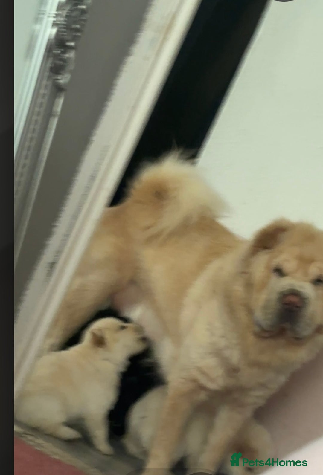 Chow Chow dogs for sale: Chow chow puppy - Image 2