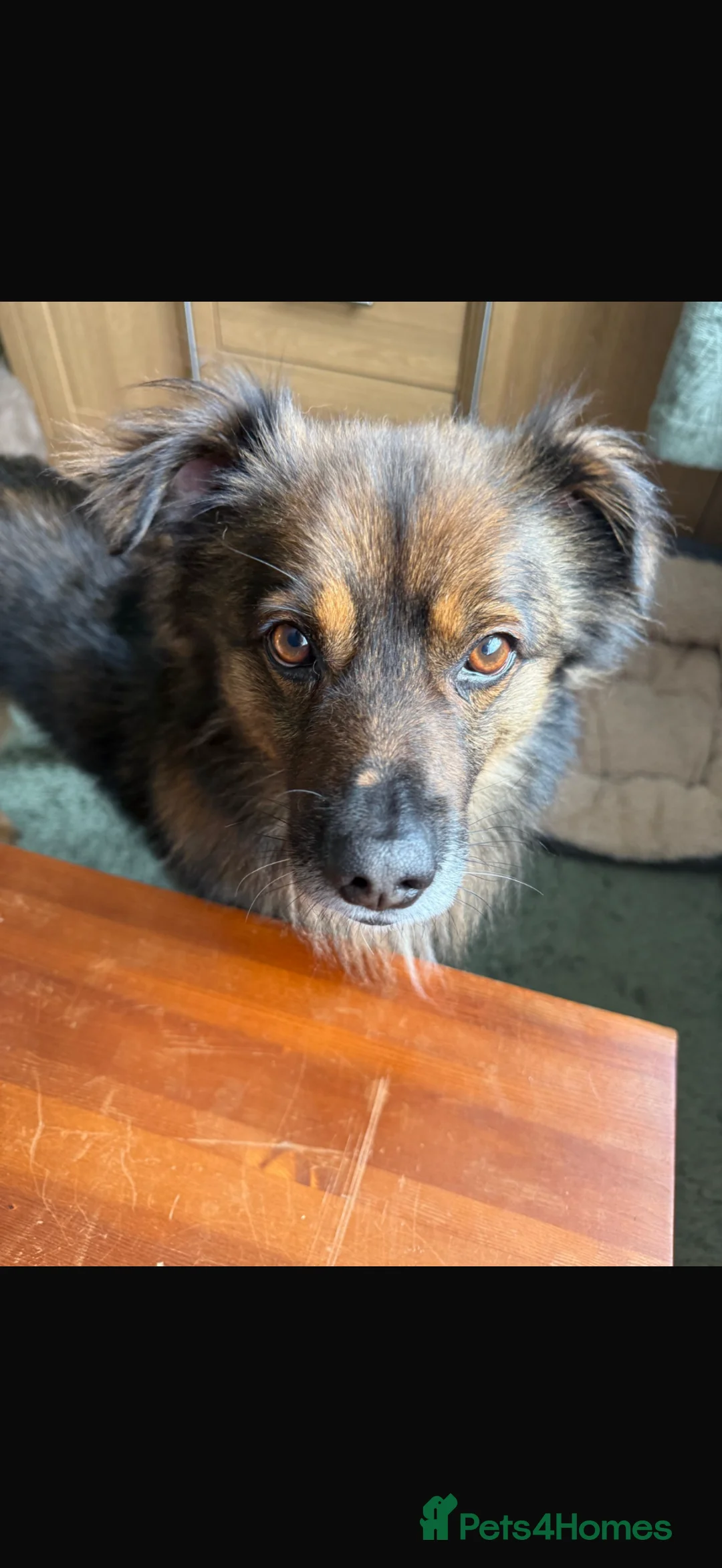 Mixed Breed dogs for adoption: 🐾 RUSTY - RESERVED - Advert 1