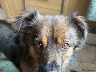 Mixed Breed dogs 🐾 RUSTY - loyal, cuddly and full of heart 🐾 - Advert 13