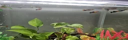 Live Bearers fish for sale: Tank setup with livebearers in Milton Keynes - Advert 3