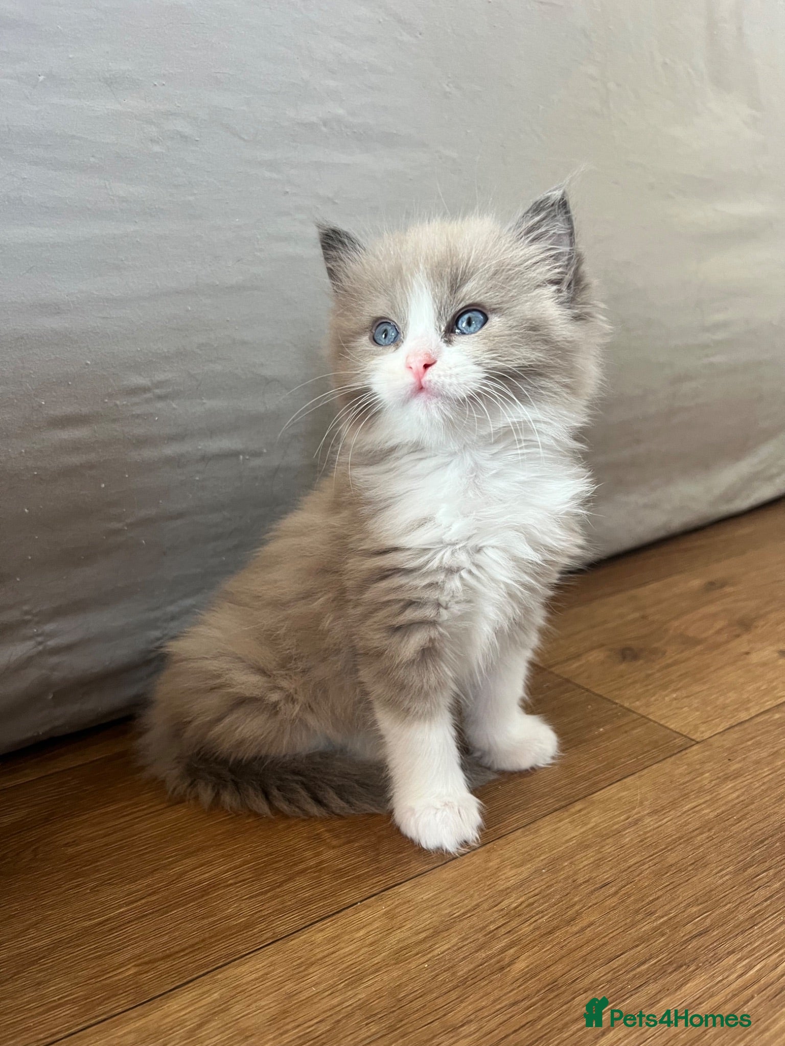 Ragdoll cats Registered Ragdoll Kittens for Sale - Advert 19