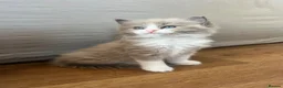 Ragdoll cats for sale: Registered Ragdoll Kittens for Sale - Advert 11