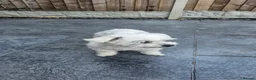 Zuchon dogs for sale: Cookie  in Doncaster - Advert 2