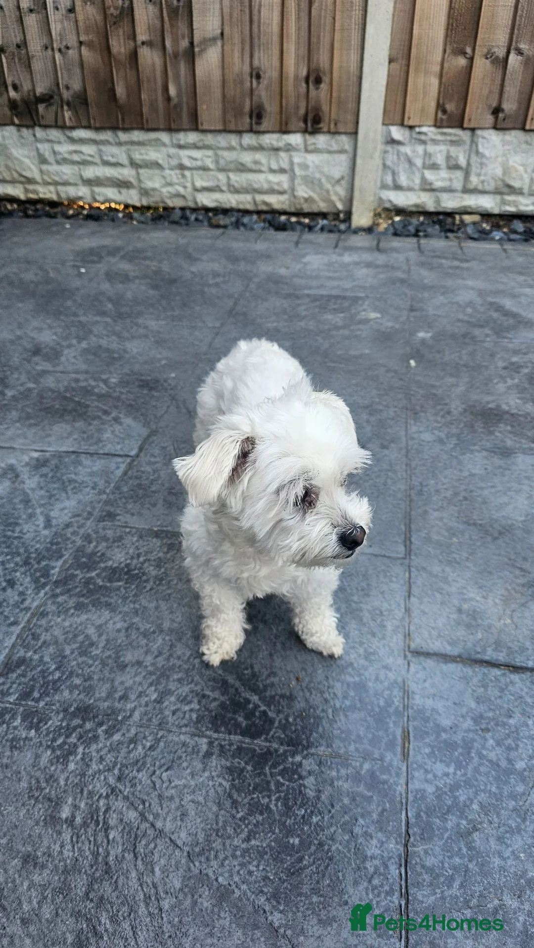 Zuchon dogs for sale: Cookie  in Doncaster - Advert 2