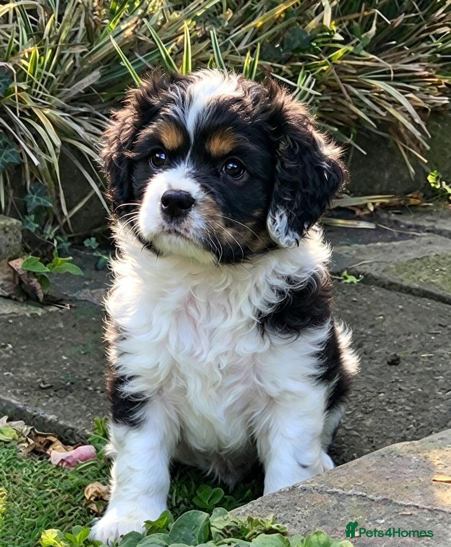 Cockapoo dogs Miniature cockerpoo puppies ready this weekend. - Advert 8