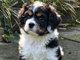 Cockapoo dogs Miniature cockerpoo puppies ready this weekend. - Advert 8