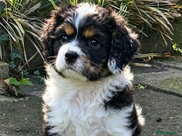 Cockapoo dogs Miniature cockerpoo puppies ready this weekend. - Advert 3