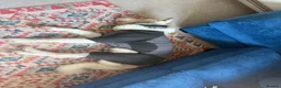 Akita dogs for sale: Urgent Adoption  - Advert 9