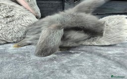 Continental Giant rabbits for sale: Giant french lops - Image 5