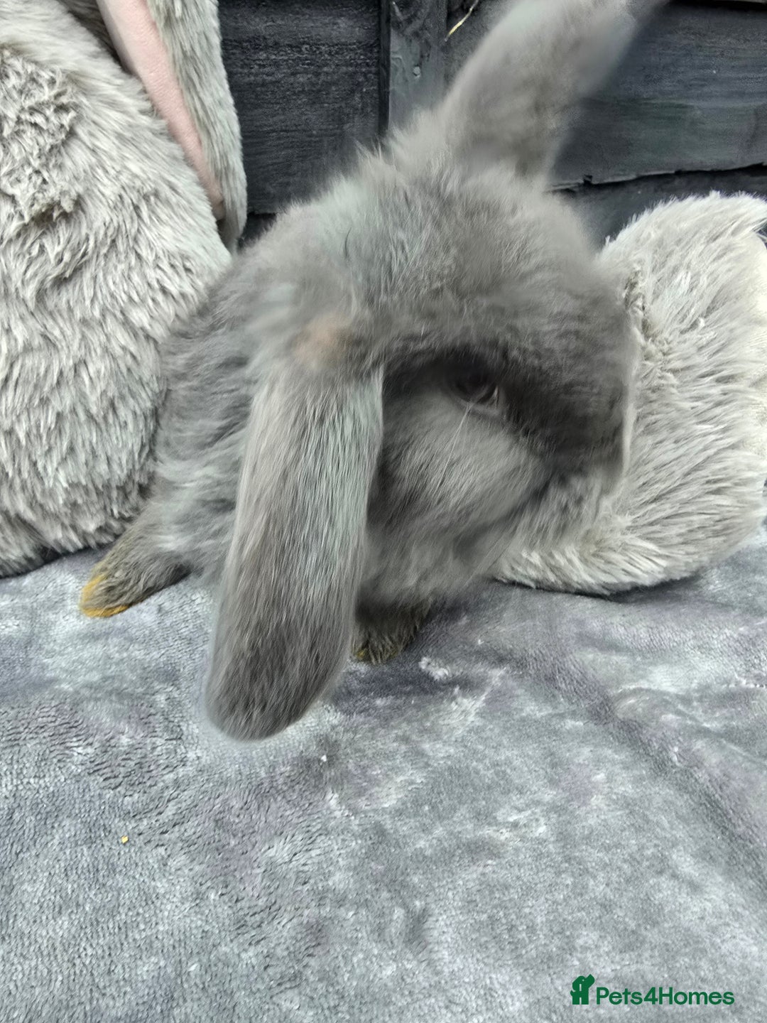 Continental Giant rabbits for sale: Giant french lops - Image 5