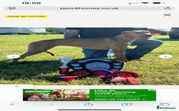 Lurcher dogs for sale: Lurcher puppies  - Image 6