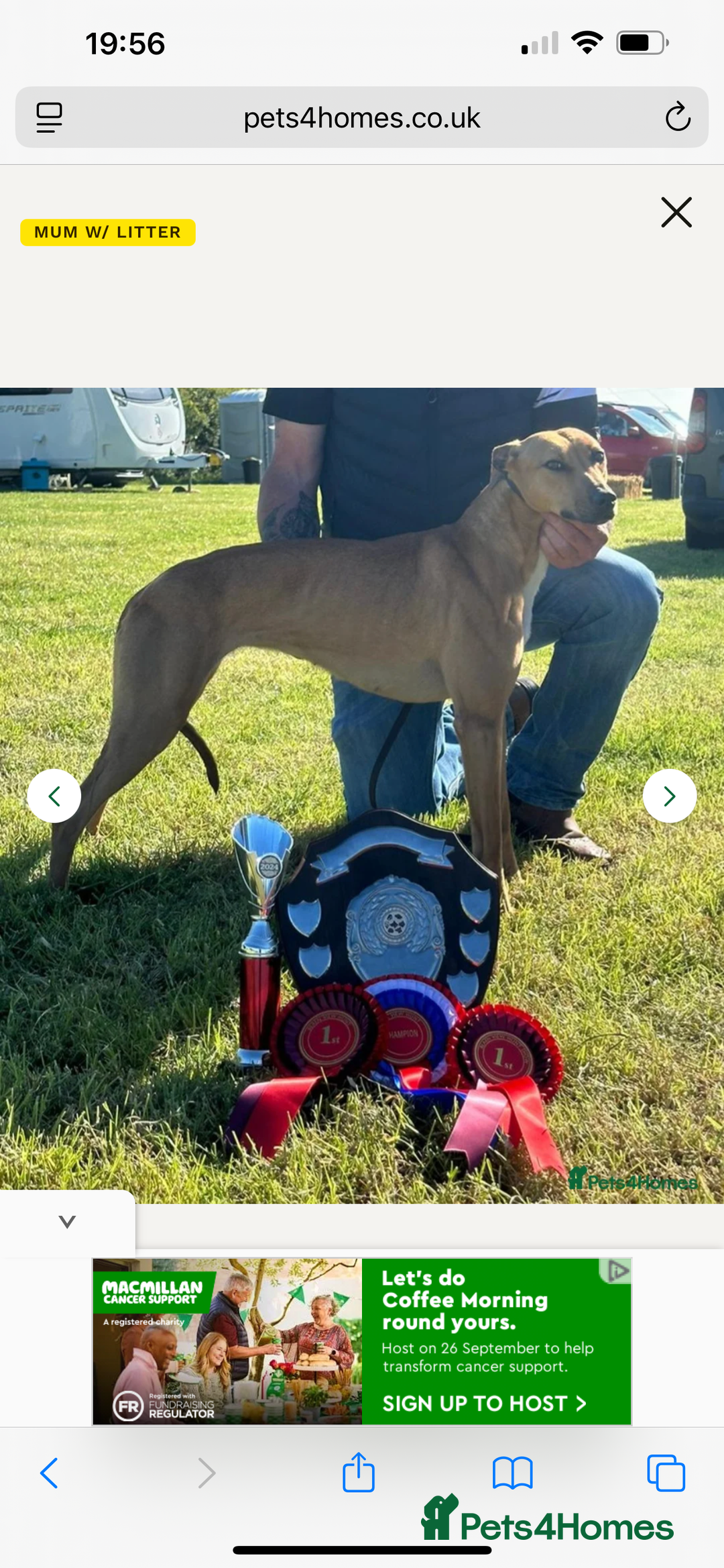 Lurcher dogs for sale: Lurcher puppies  - Image 6