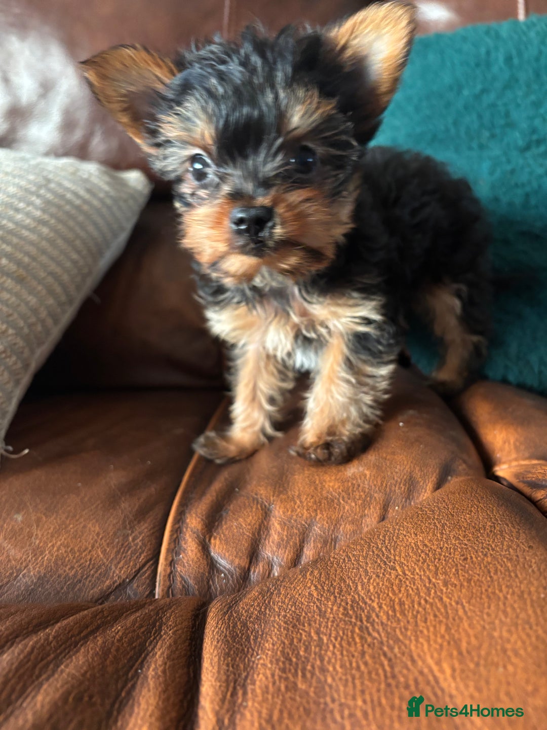 Yorkshire Terrier dogs for sale: Stunning miniature Yorkshire terrier puppies - Advert 25