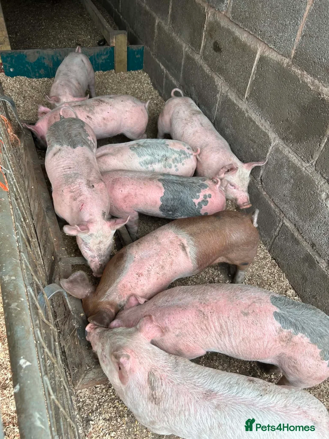 Pig livestock for sale: Large White Cross Weaners - Advert 1