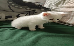 Mixed Breed cats for sale: Kittens  - Image 2