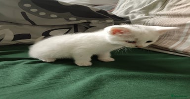 Mixed Breed cats - Advert 2