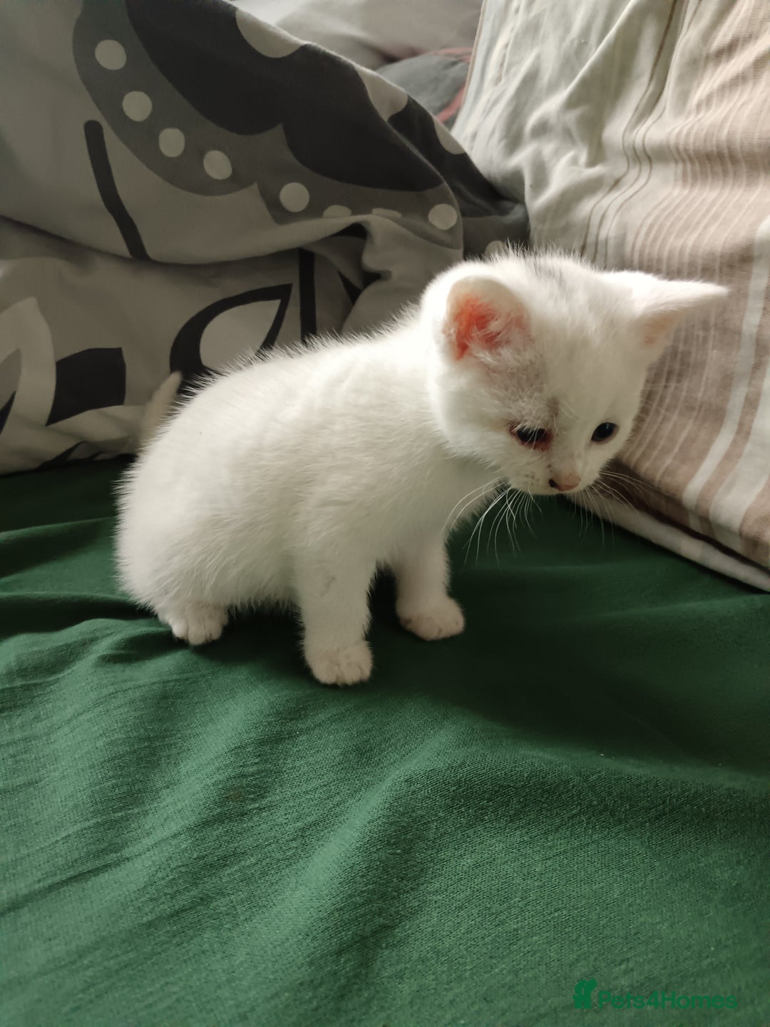 Mixed Breed cats for sale: Kittens  - Image 2