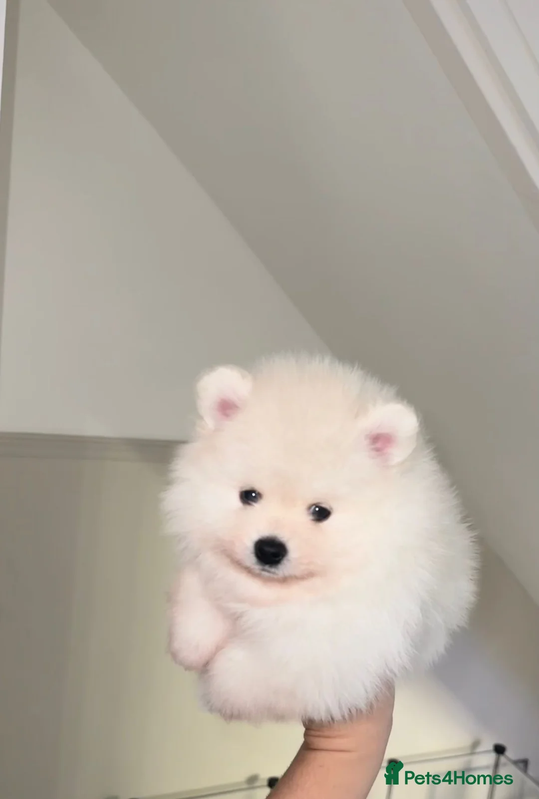 Pomeranian dogs for sale: Champion blood line teddy bear Pomeranian a pup - Advert 3