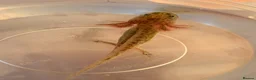 Axolotl reptiles for sale: Baby Axolotol’s  in Barnsley - Advert 9