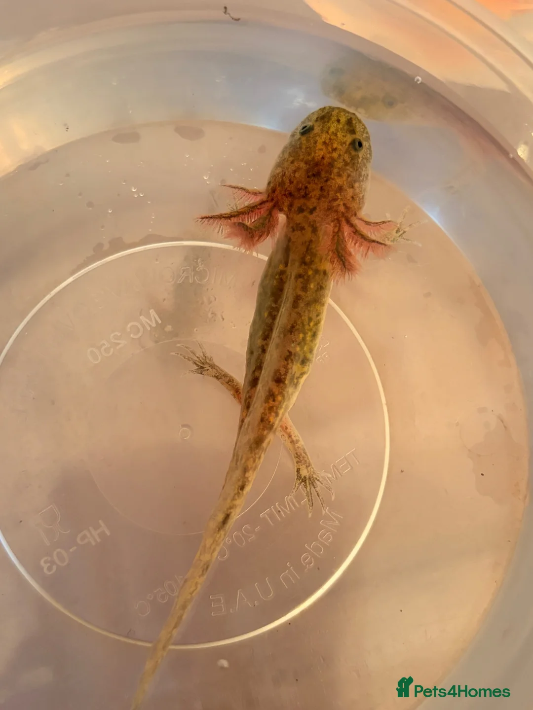 Axolotl reptiles for sale: Baby Axolotol’s  - Advert 13
