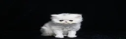 Persian cats for sale: 4 x white/black persian boy kittens - Advert 3