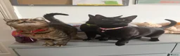 Mixed Breed cats for sale: 3 cats looking for a forever home  - Advert 8