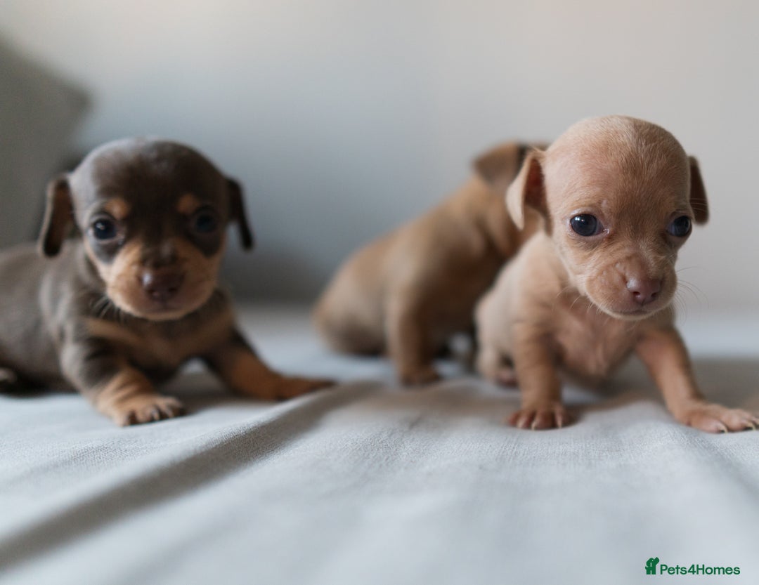 Chiweenie dogs for sale: Stunning Micro Chiweenie Litter - Smallest in UK - Advert 13